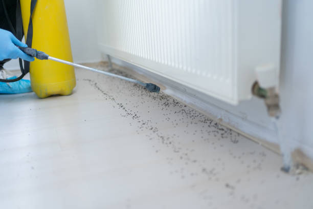  Davis, CA Pest Control Pros